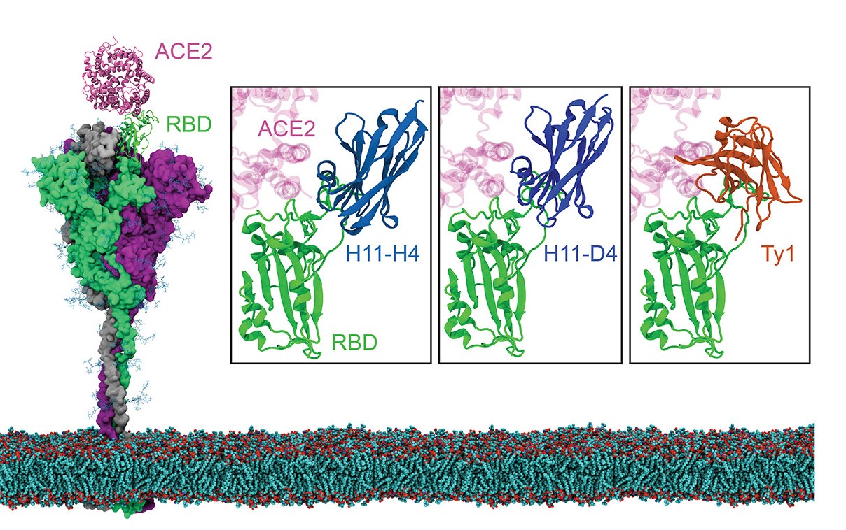 Nanobody and Spike Protein Nanobody and Spike Protein